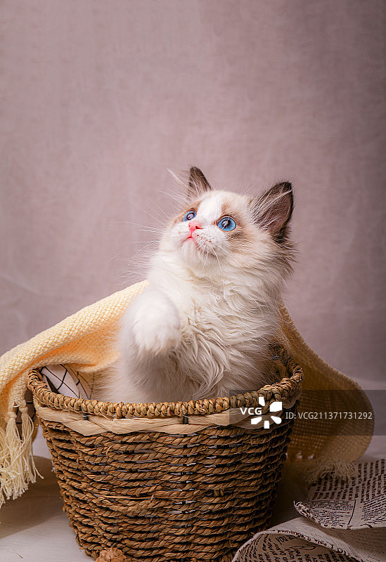 卧室内玩耍的宠物布偶猫幼猫小猫图片素材