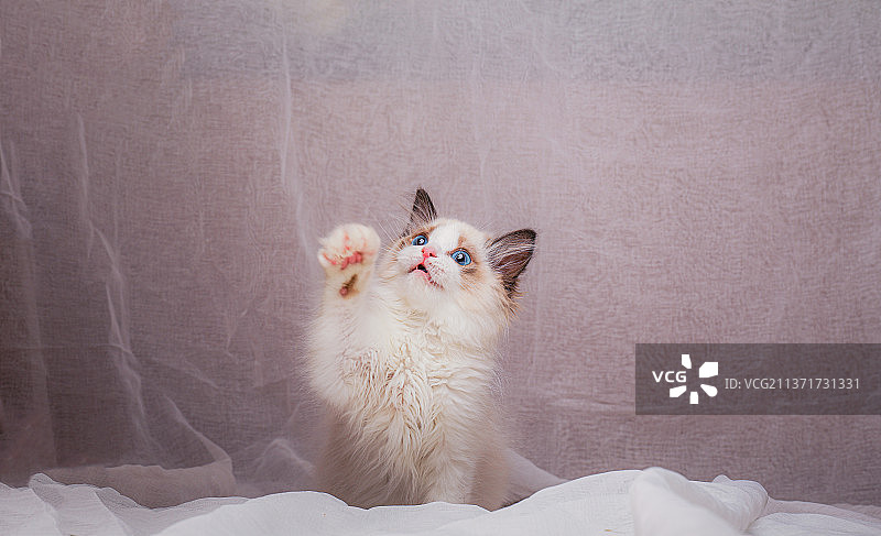 卧室内玩耍的宠物布偶猫幼猫小猫图片素材