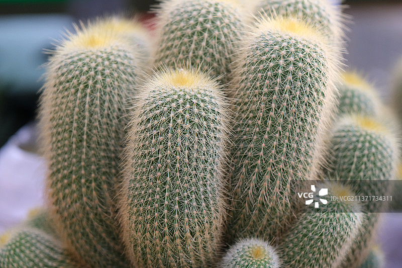 仙人球特写图片素材