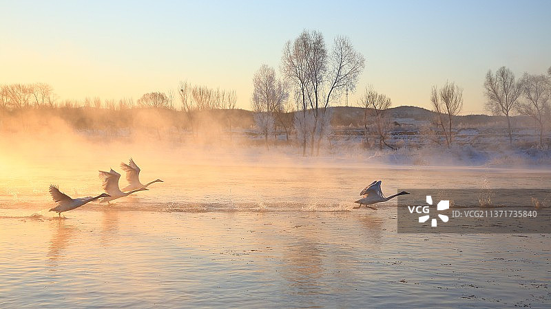冬季天鹅图片素材