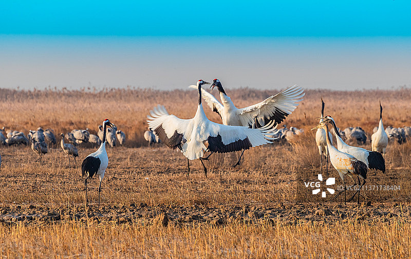 丹顶鹤图片素材