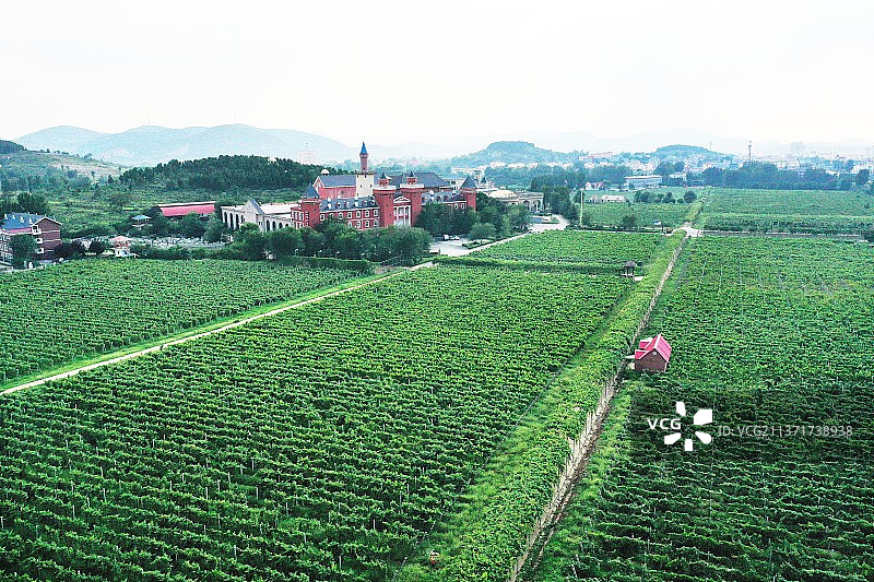 山东枣庄山亭区欧式建筑汉诺酒堡和绿油油的葡萄园图片素材