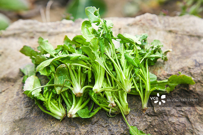 石头上的野荠菜图片素材