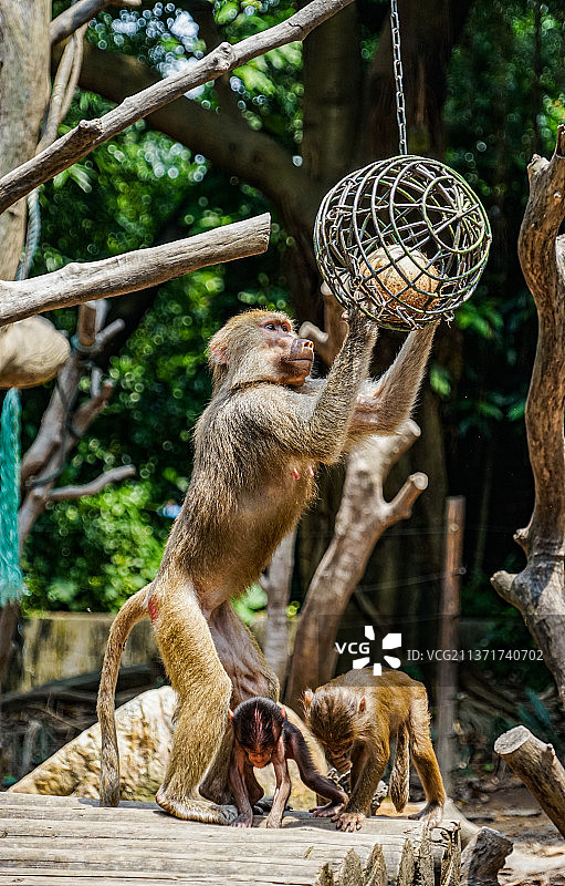 猴儿图片素材