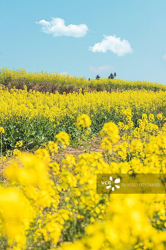 《油菜花地》图片素材