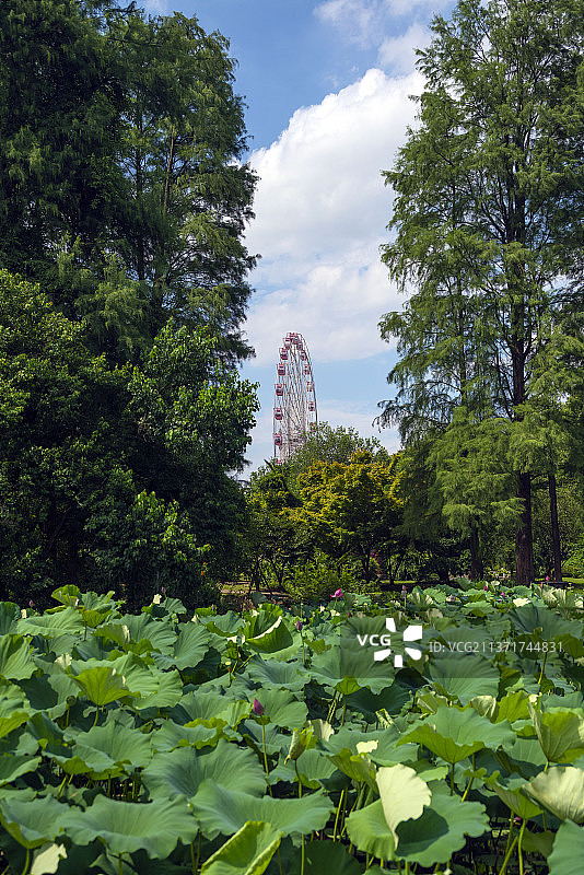 东湖荷花图片素材