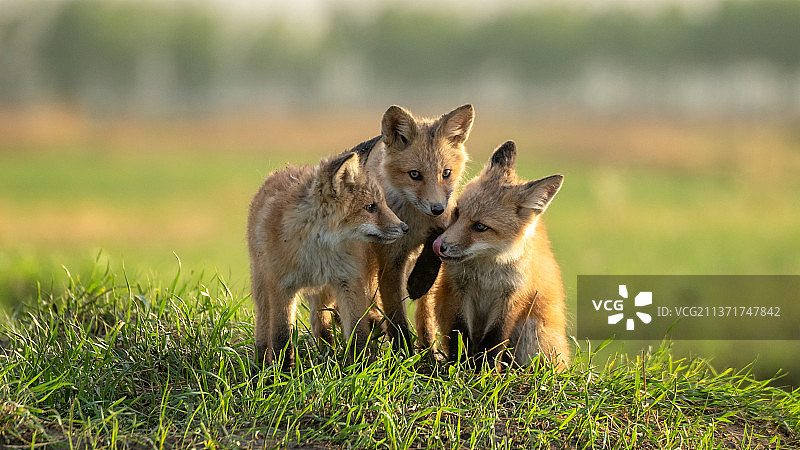 赤狐狸三兄弟，图片素材
