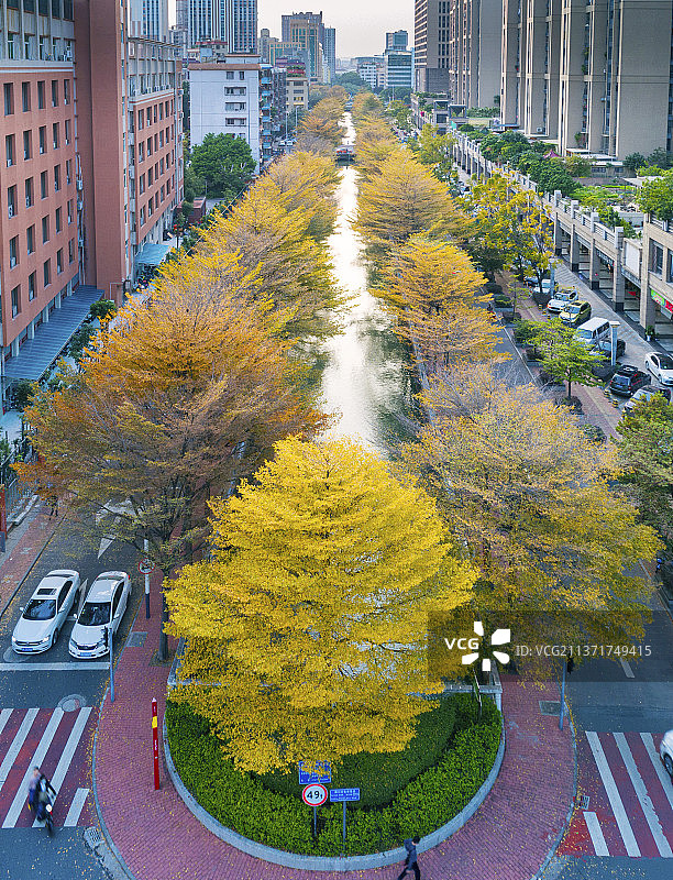 佛山市影荫路上的小叶榄仁黄叶图片素材