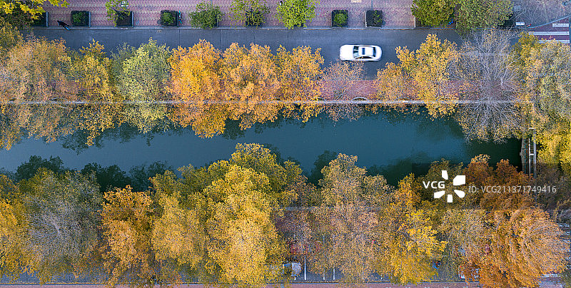 城市道路的小叶榄仁黄叶图片素材