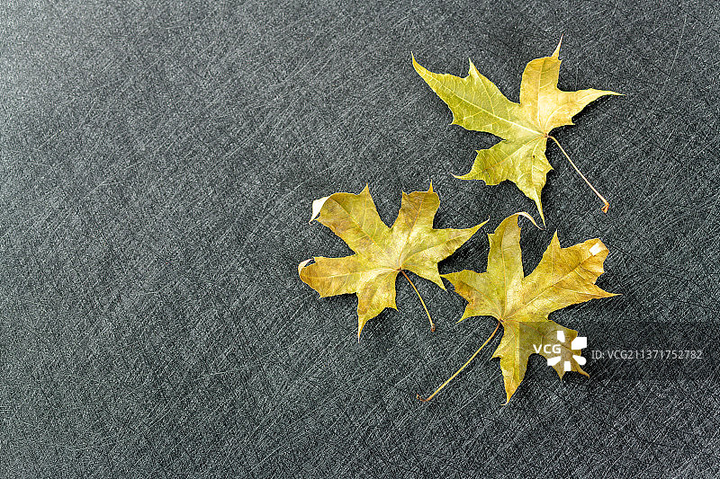 秋天枯黄的枫叶特写黑色背景图片素材