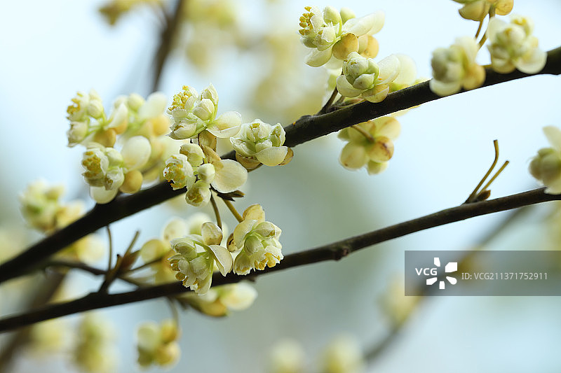 山鸡椒图片素材