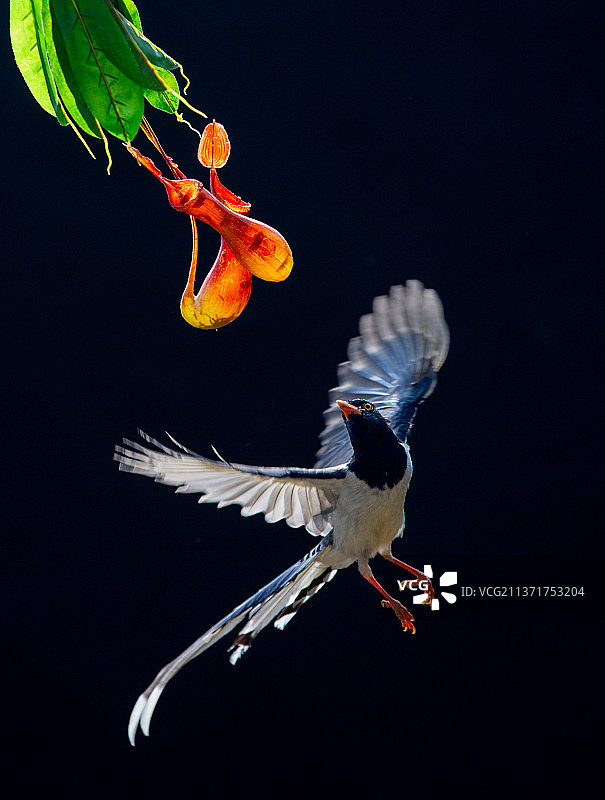 生命之舞：鱼跃黑色背景特写图片素材