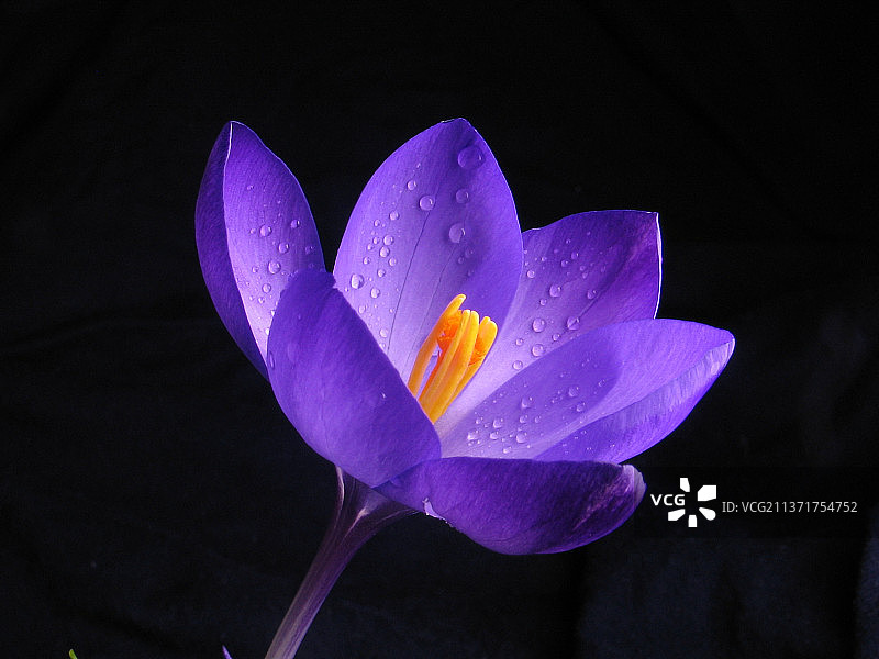 紫色番红花特写，蓝色番红花，雅加达，印度尼西亚图片素材