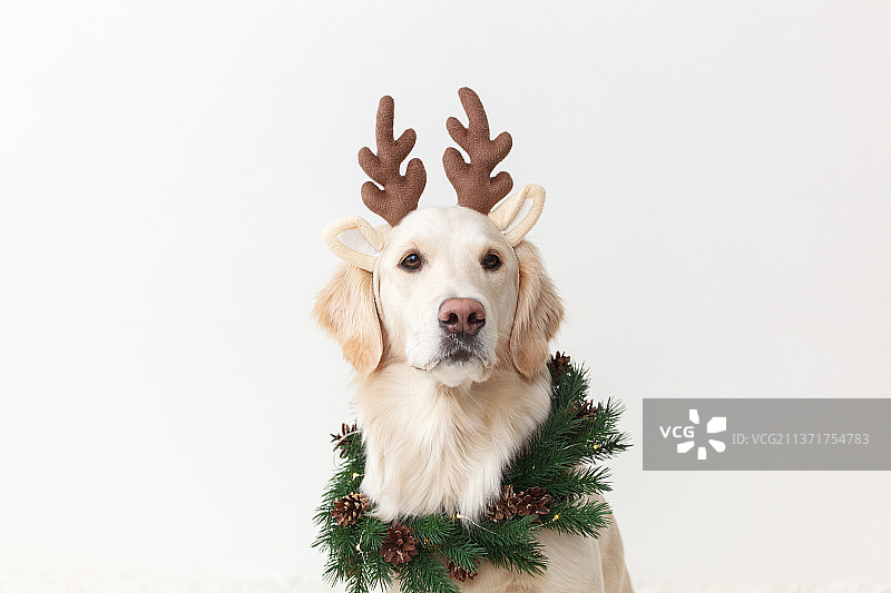 戴着头带的金色寻回犬肖像图片素材