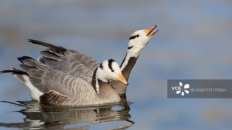 斑头雁图片素材