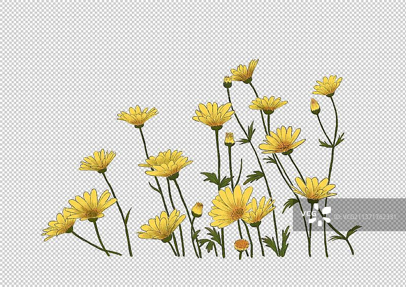 雏菊元素图片素材