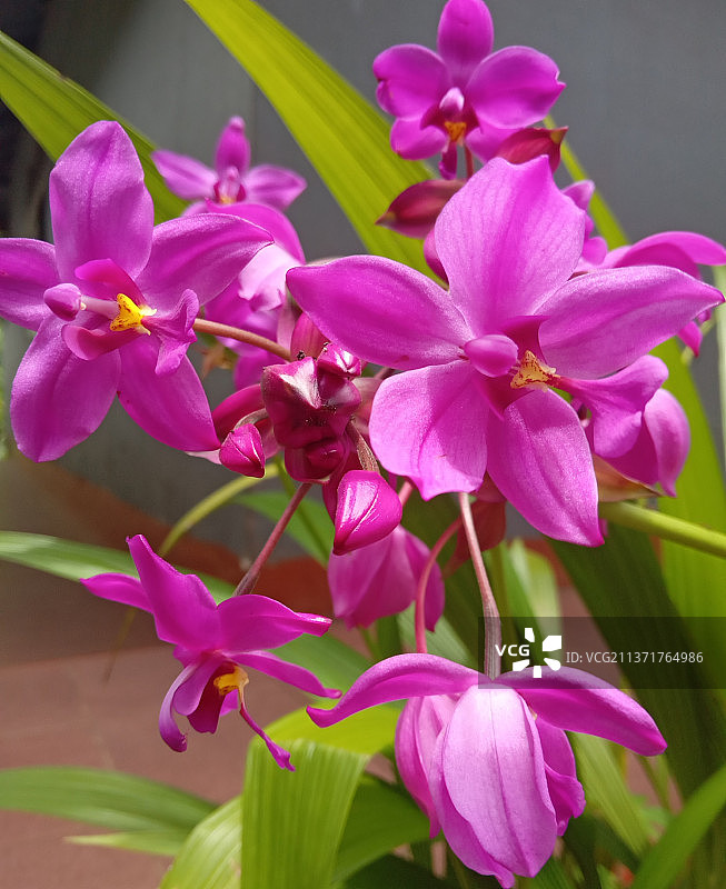 紫色兰花：粉红色开花植物特写图片素材
