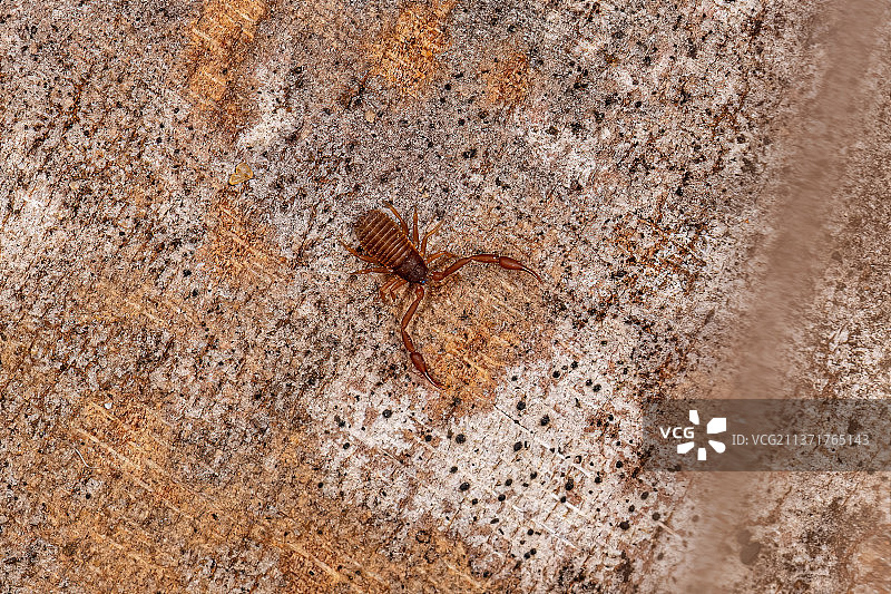 墙上的微型 pseudoscorpion 蜘蛛特写图片素材