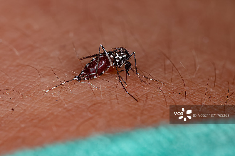 亚洲虎蚊特写，昆虫在人手上图片素材
