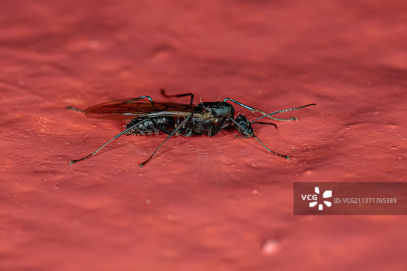 红色表面上的有翅膀的木匠蚂蚁特写图片素材