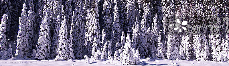 斯洛文尼亚冬季森林松树全景图片素材