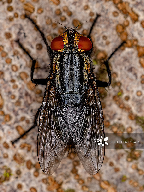成虫麻蝇，叶子上昆虫特写图片素材