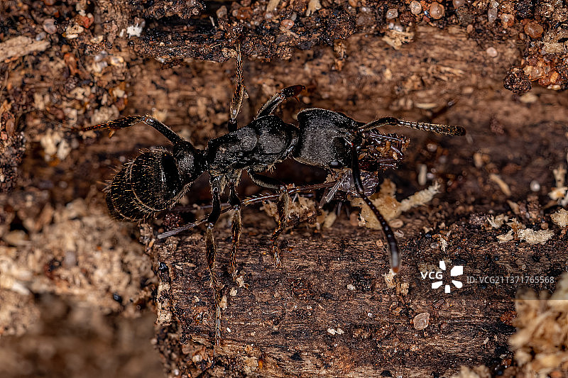 成年雌性蚁和岩石上的蜘蛛特写图片素材