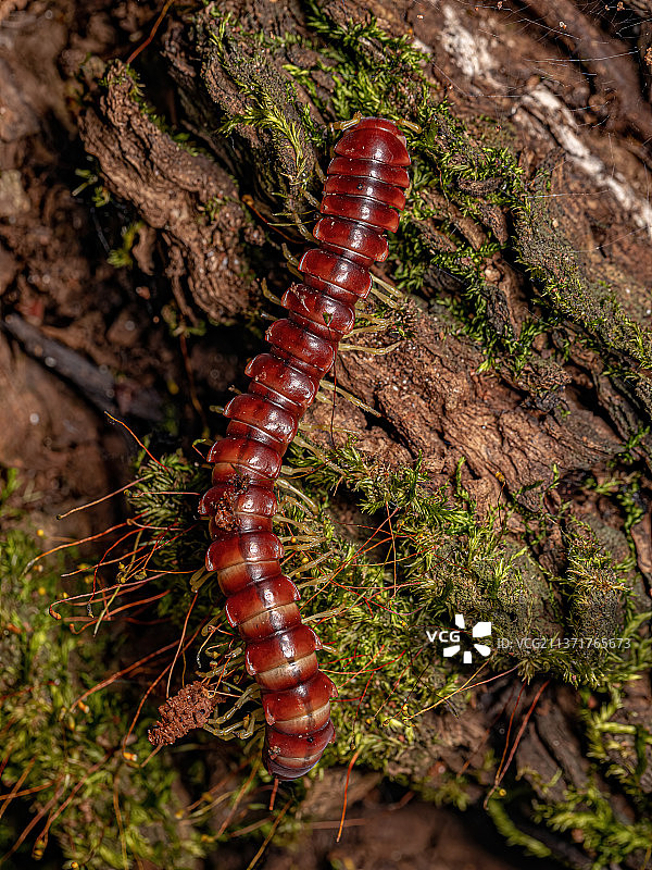 红色扁背马陆，树干上的毛毛虫特写图片素材