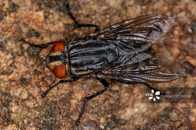 成年肉蝇，树叶上的苍蝇特写图片素材