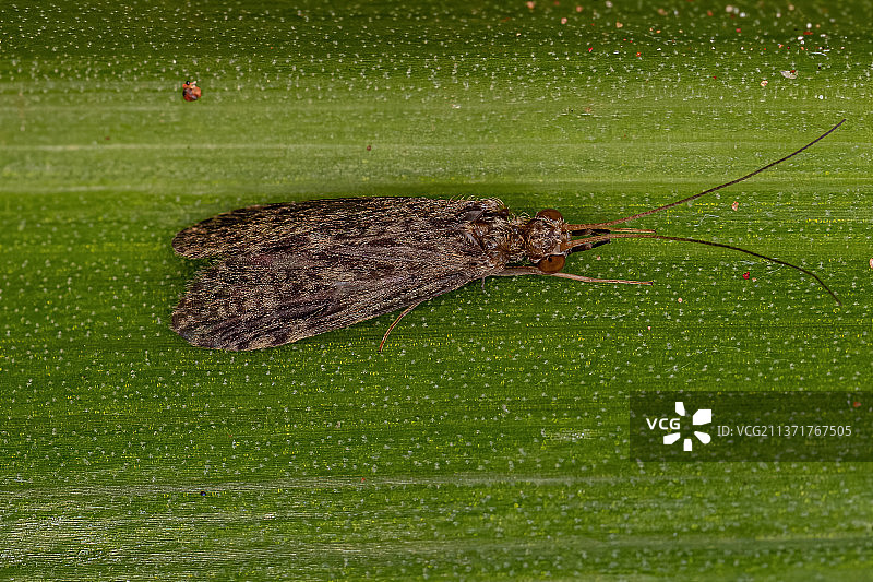 成年石蛾昆虫特写图片素材