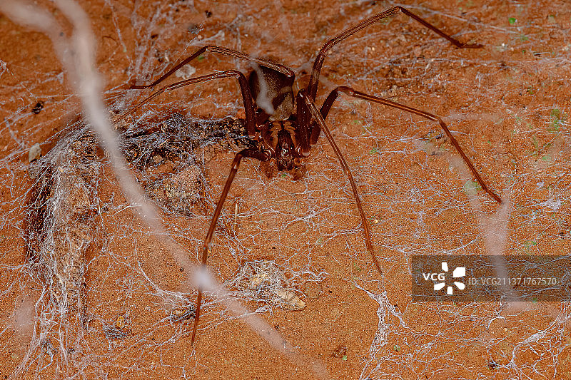 成年隐士蜘蛛，网上蜘蛛的特写图片素材