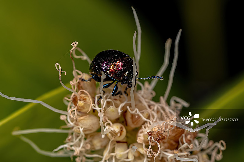 植物上的成年叶甲虫特写图片素材