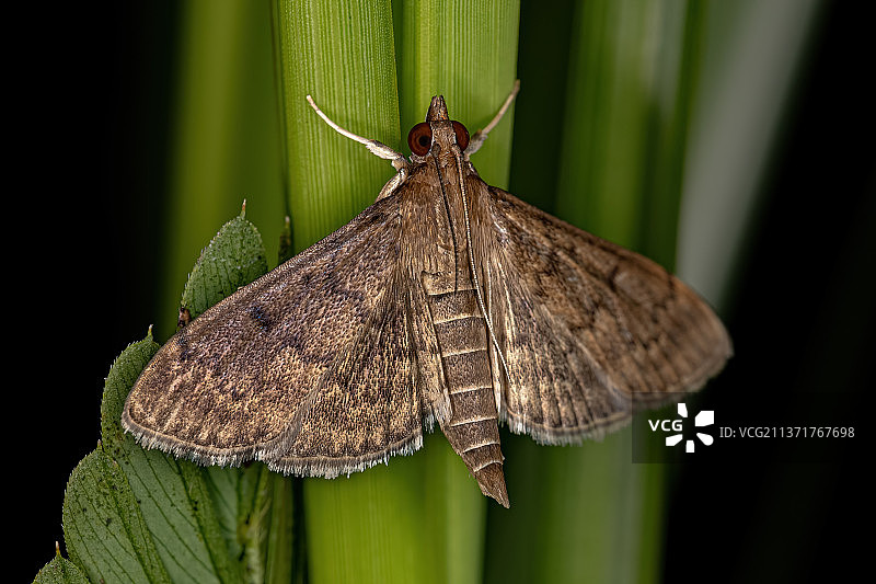 成年珍珠蛾，叶子上蝴蝶的特写图片素材