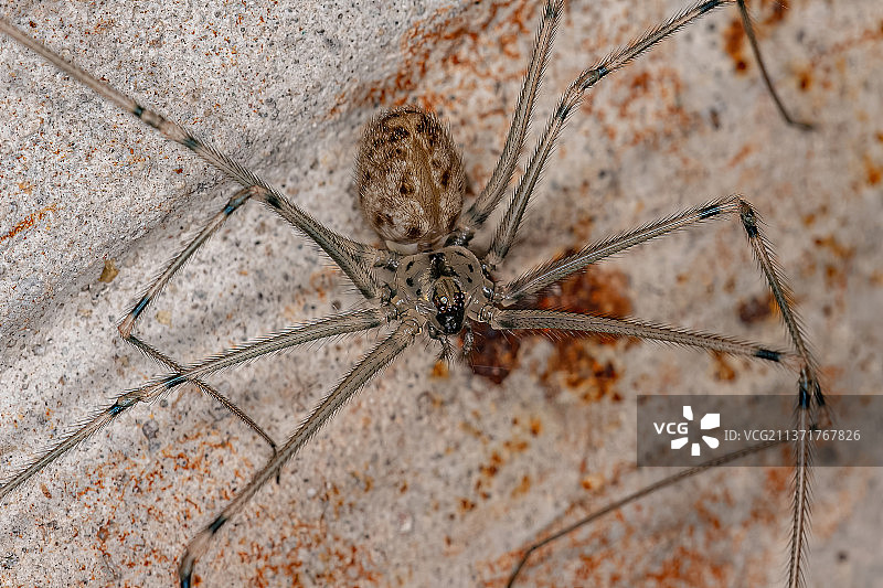 成年雌性短体幽灵蛛特写图片素材