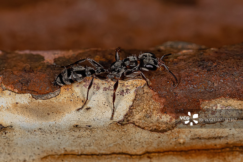 成年雌性树枝蚁，岩石上的昆虫特写图片素材