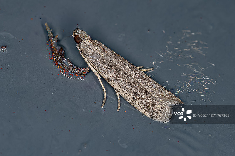 成年螟蛾，湖中青蛙的高角度视图图片素材