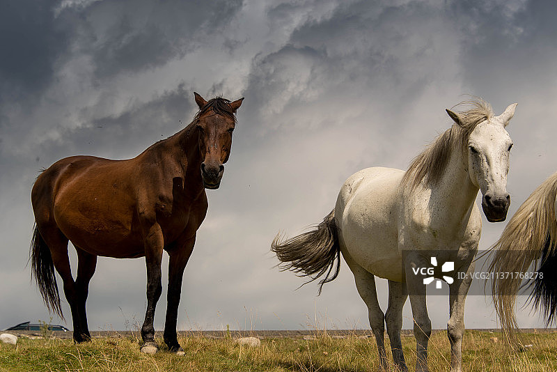 马站在田野上图片素材