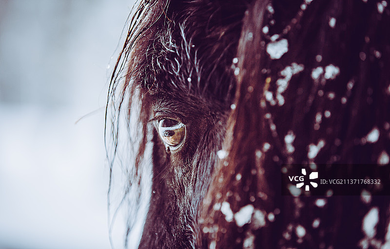 冬季冰岛马的特写图片素材