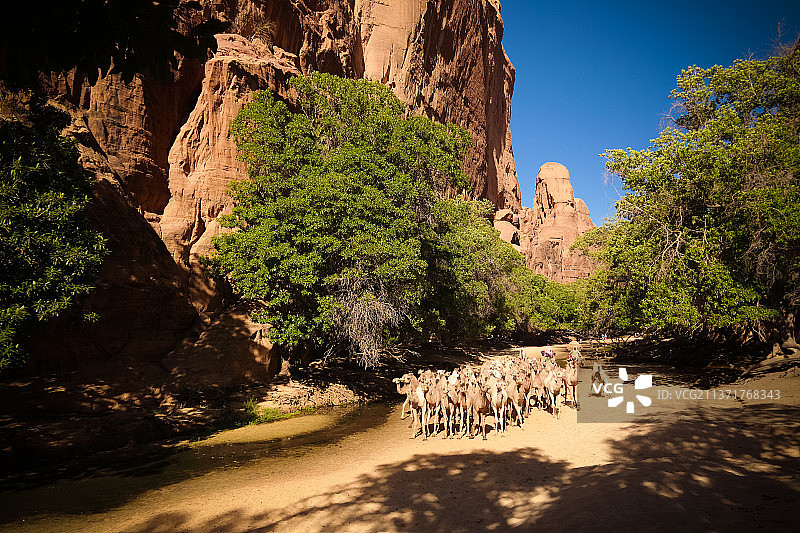 乍得东恩内迪峡谷中饮水的骆驼图片素材