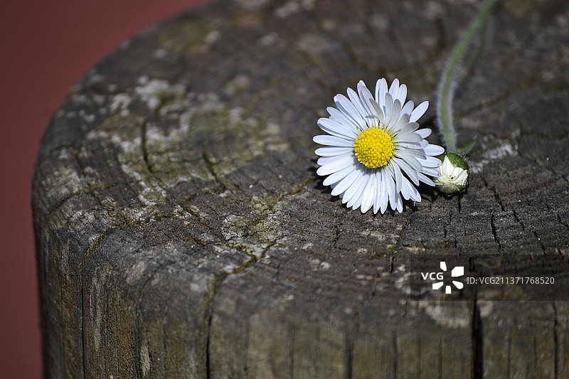木头上的白色花朵特写图片素材