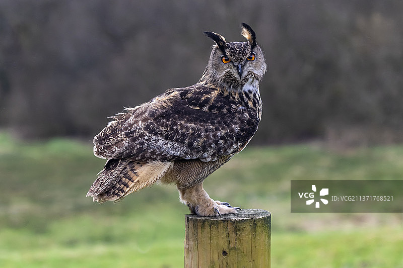 摆姿势的猫头鹰，栖息在木桩上的雕鸮特写，英国卡马森郡图片素材