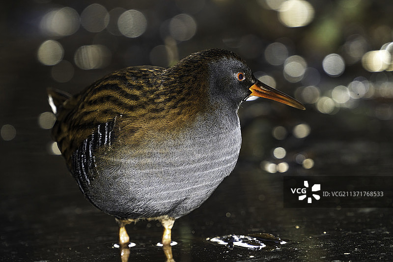 栖息在木头上的水鸟普通秧鸡特写图片素材