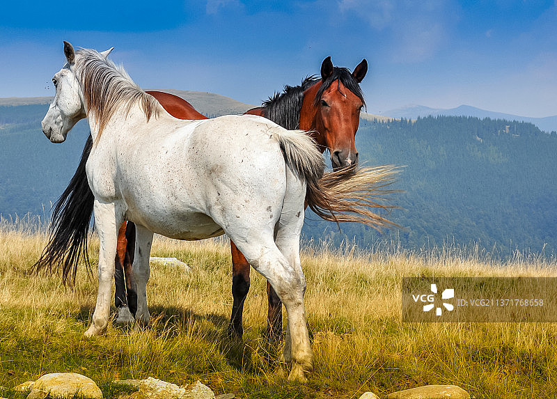 原野上野马的肖像图片素材