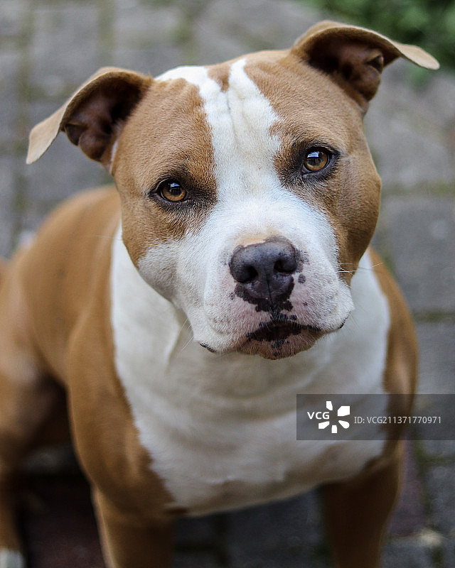 斯塔福德郡梗犬，比特斗牛梗的特写肖像，拉脱维亚文茨皮尔斯图片素材