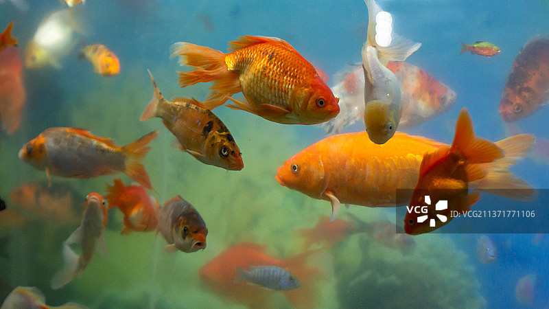 宇宙的魔法：彩色观赏鱼，埃及图片素材