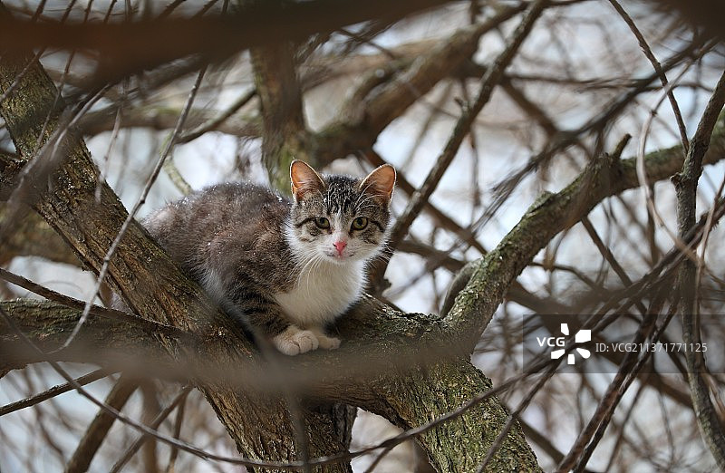 俄罗斯树枝与树上松鼠特写图片素材
