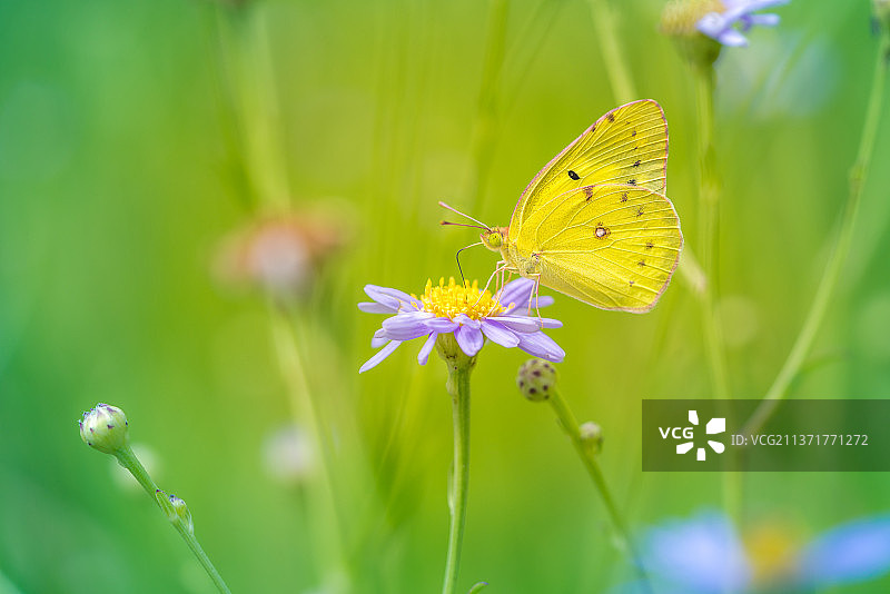 蝴蝶特写：在黄色花朵上采蜜的蝴蝶图片素材