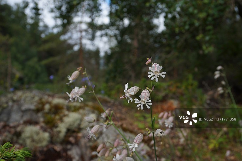 挪威田野上的白色植物特写图片素材