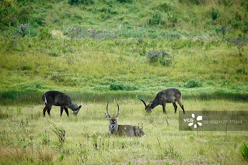 在草原上吃草的水羚图片素材