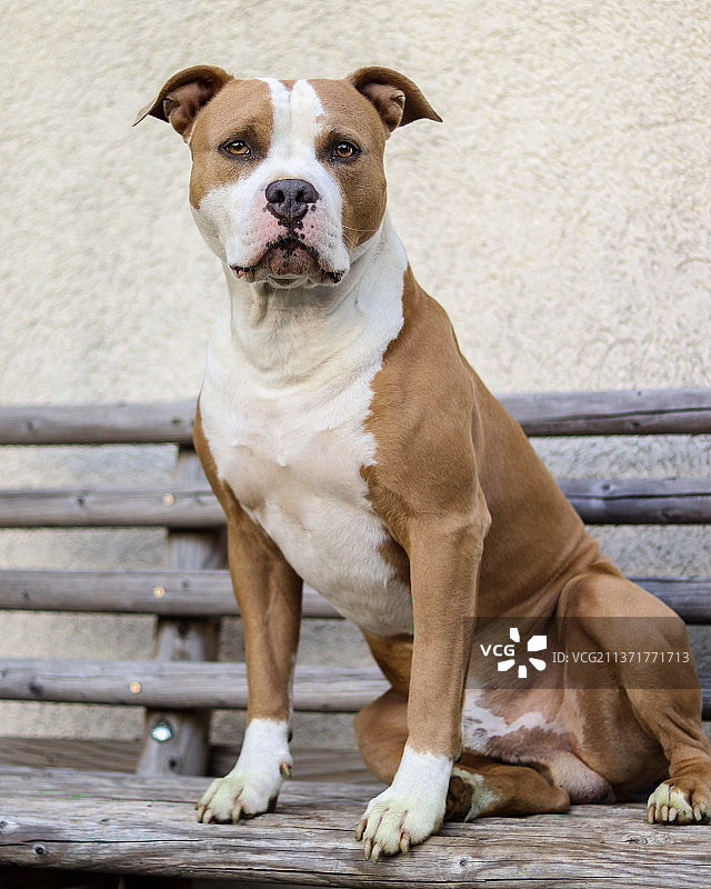 纯种斯塔福郡梗坐在长凳上的肖像，文茨皮尔斯，拉脱维亚图片素材